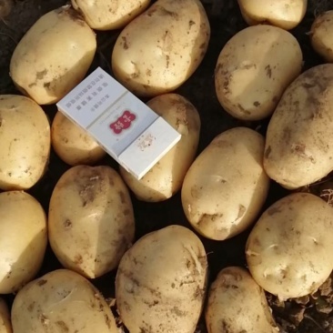 吉林尤金855，大量上市欢迎采购！质量好，价格优！