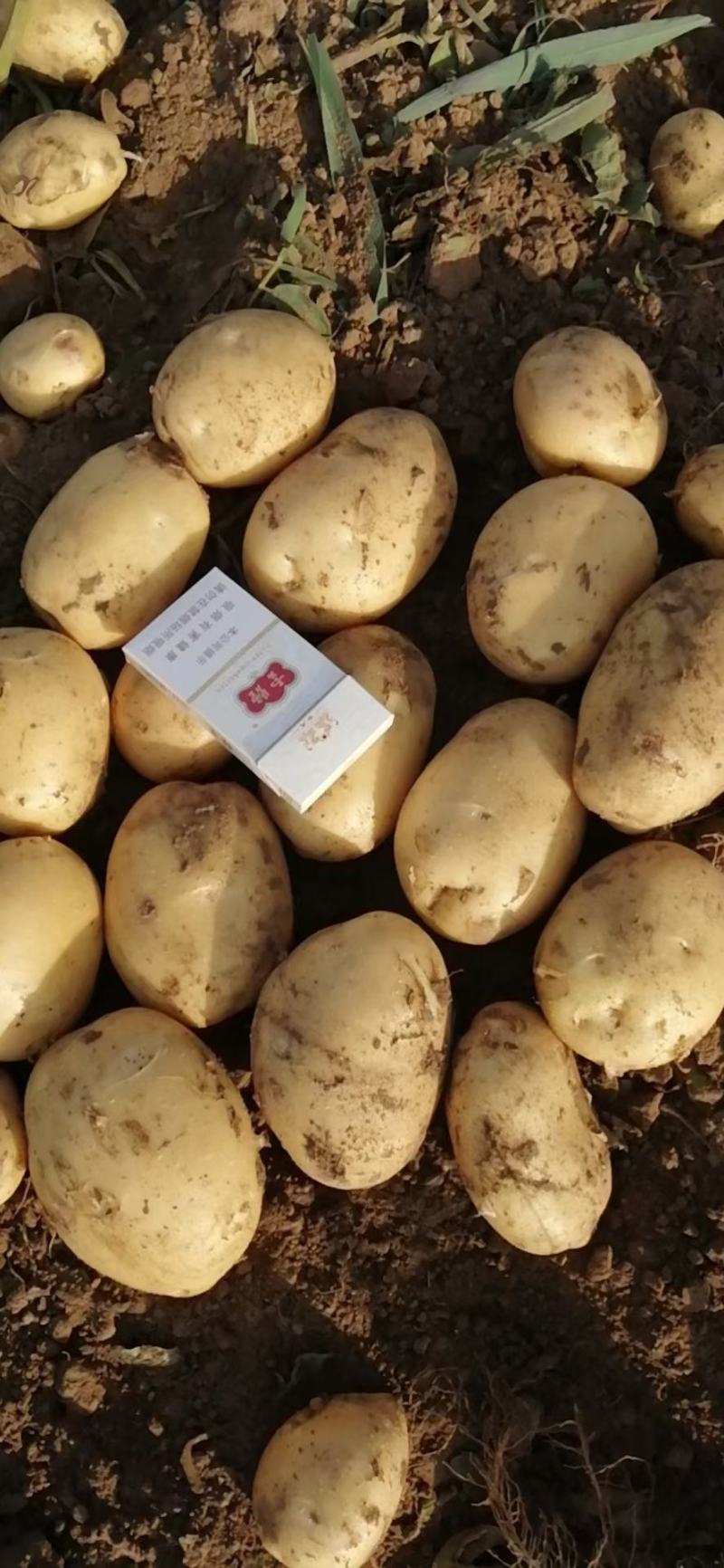 吉林尤金855，大量上市欢迎采购！质量好，价格优！