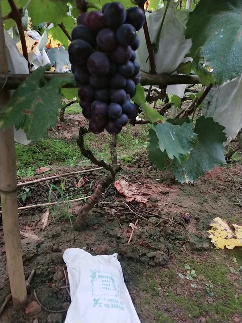 巨峰葡萄套袋全黑