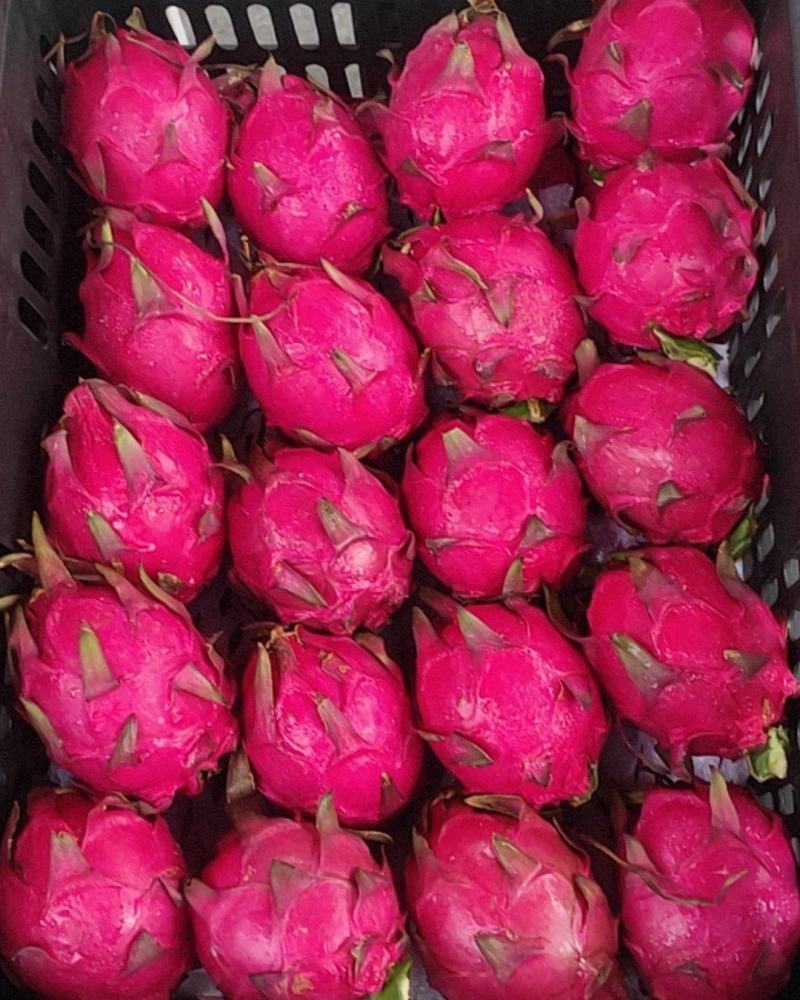 蜜宝，绣球，火龙果