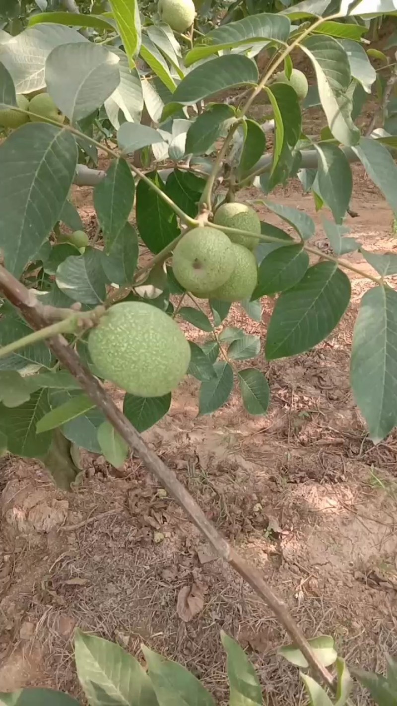 河北省石家庄市赞皇县青皮核桃以大量上市，欢迎大家前来选购