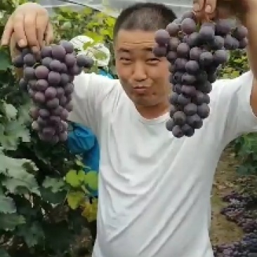 （实力供应）广宗县陆地巨峰葡萄串大果面干净