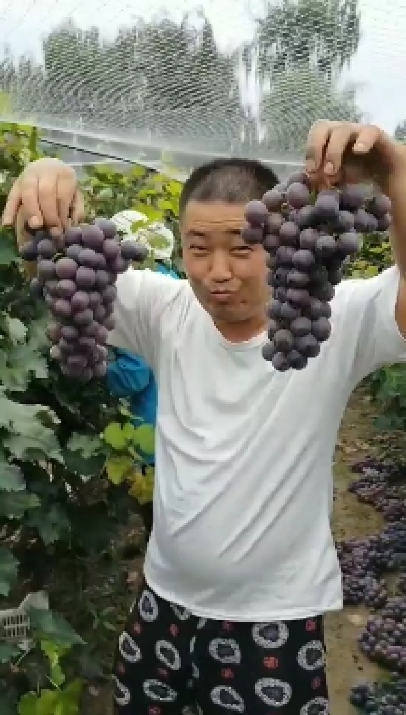 （实力供应）广宗县陆地巨峰葡萄串大果面干净