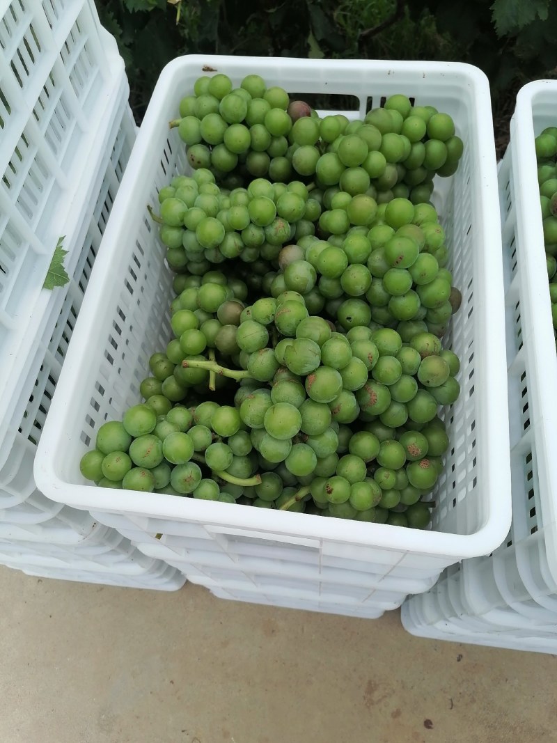 加工厂青乒乓球葡萄（藤稔葡萄），罐头厂，果汁厂专用果