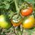 金黄后六号草莓柿子全年都可以种的品份开始数量有限提前预定
