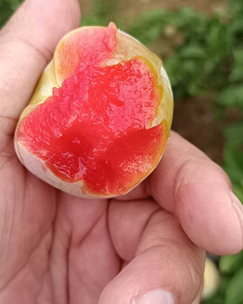 恐龙蛋红心李子