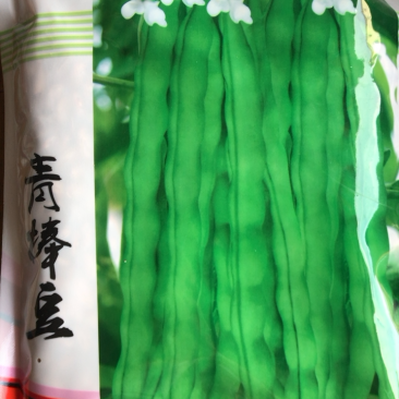 人工挑选高纯度青棒豆种子
