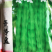 人工挑选高纯度青棒豆种子