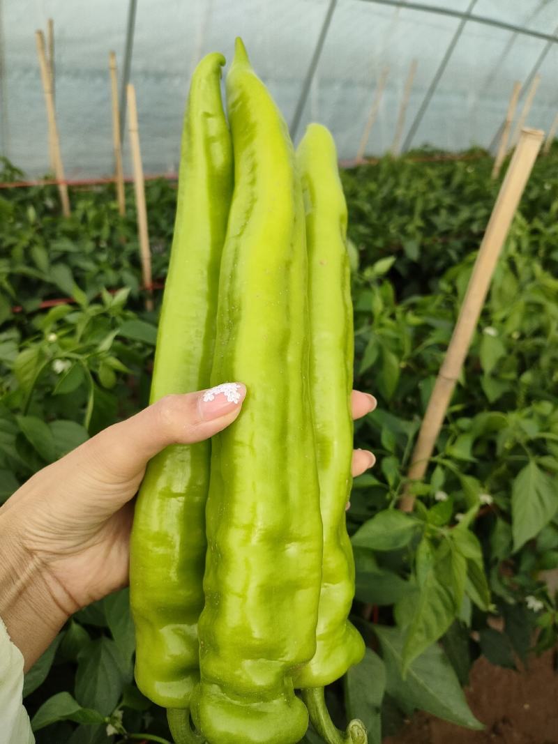 天镇县万亩大棚辣椒大量上市