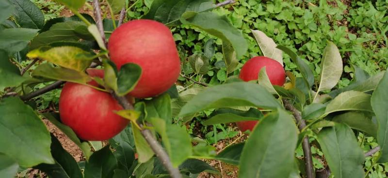 苹果红富士苹果四川大凉山红富士苹果量大从优