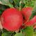 苹果红富士苹果四川大凉山红富士苹果量大从优