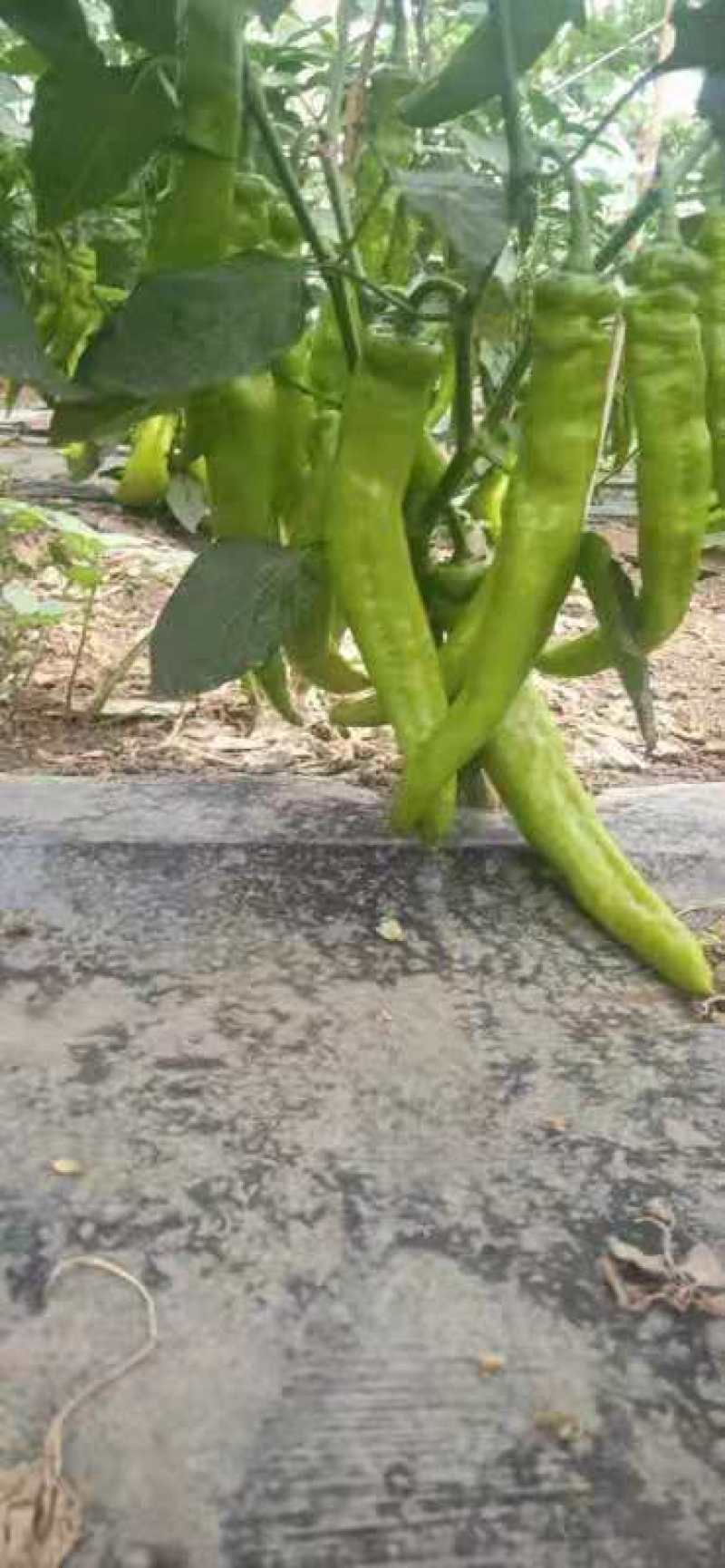 辣椒（螺丝、黄皮）尖椒大棚