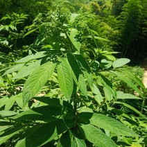 山区的铁打损伤药材药效好