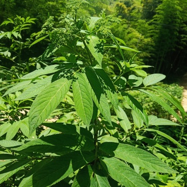 山区的铁打损伤药材药效好