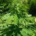 山区的铁打损伤药材药效好