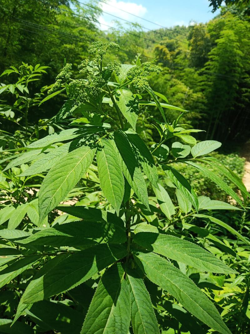 山区的铁打损伤药材药效好