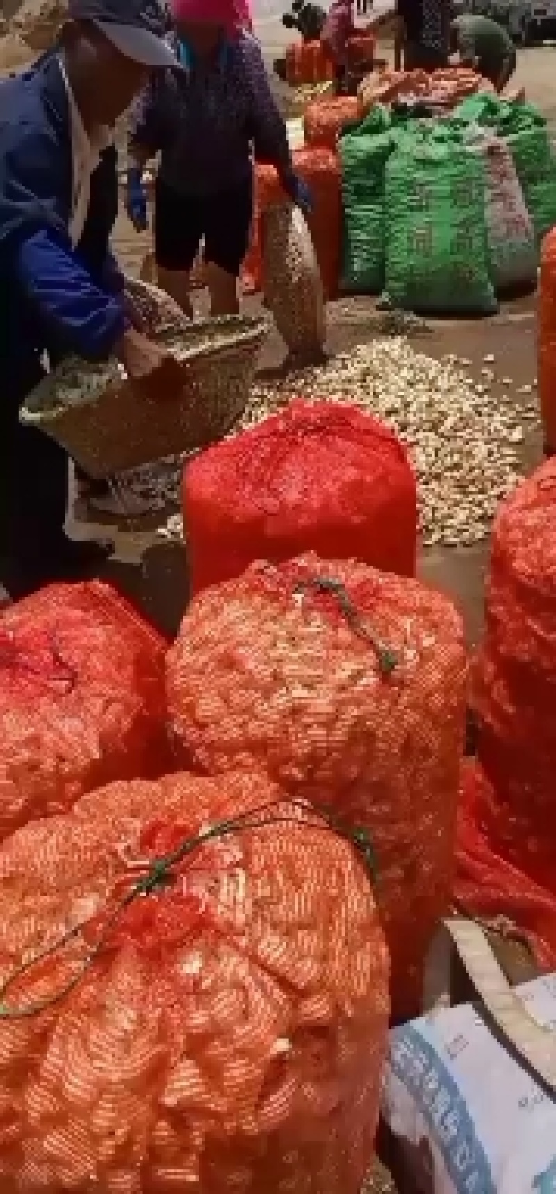 云南红河开远万亩生态藠头即将大量成熟上市