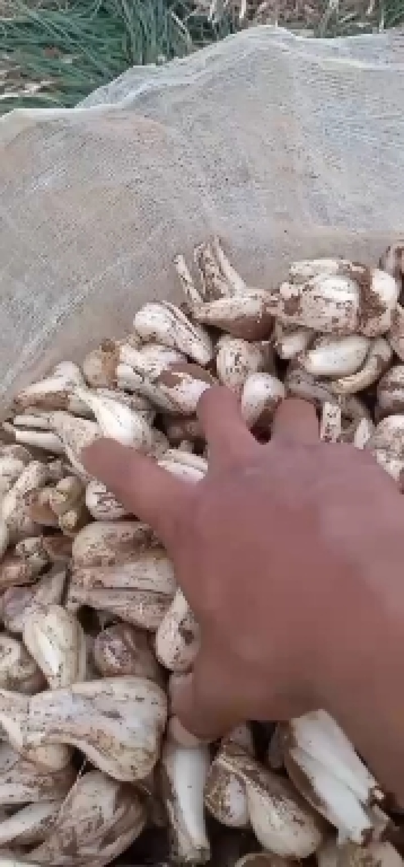 云南红河开远万亩生态藠头即将大量成熟上市