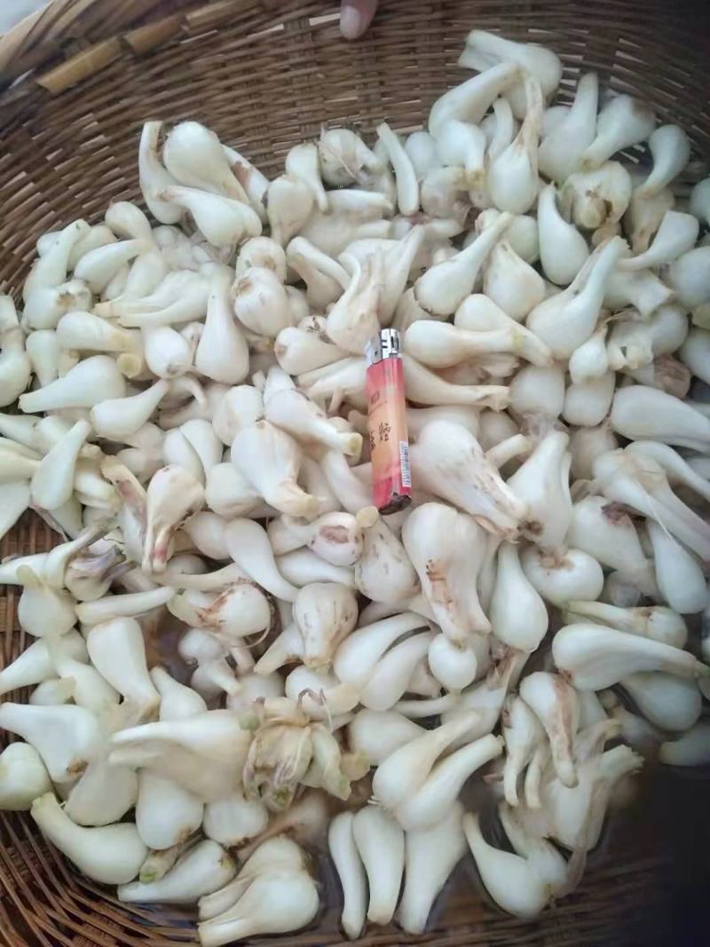 云南红河开远万亩生态藠头即将大量成熟上市