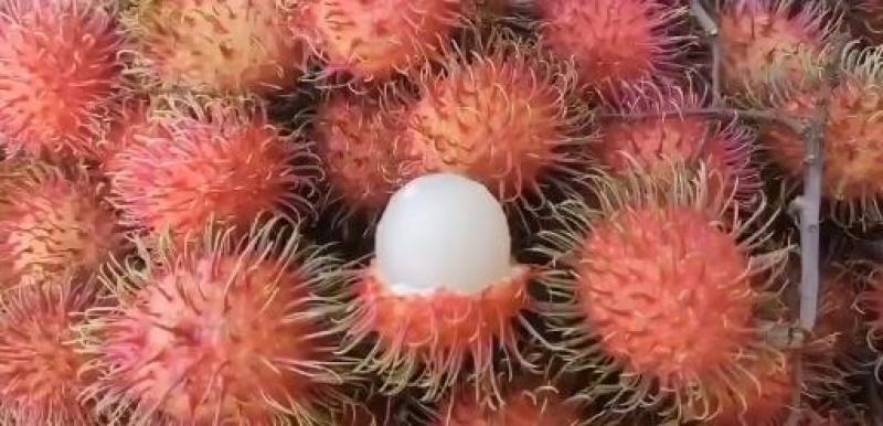正宗7号红毛丹
