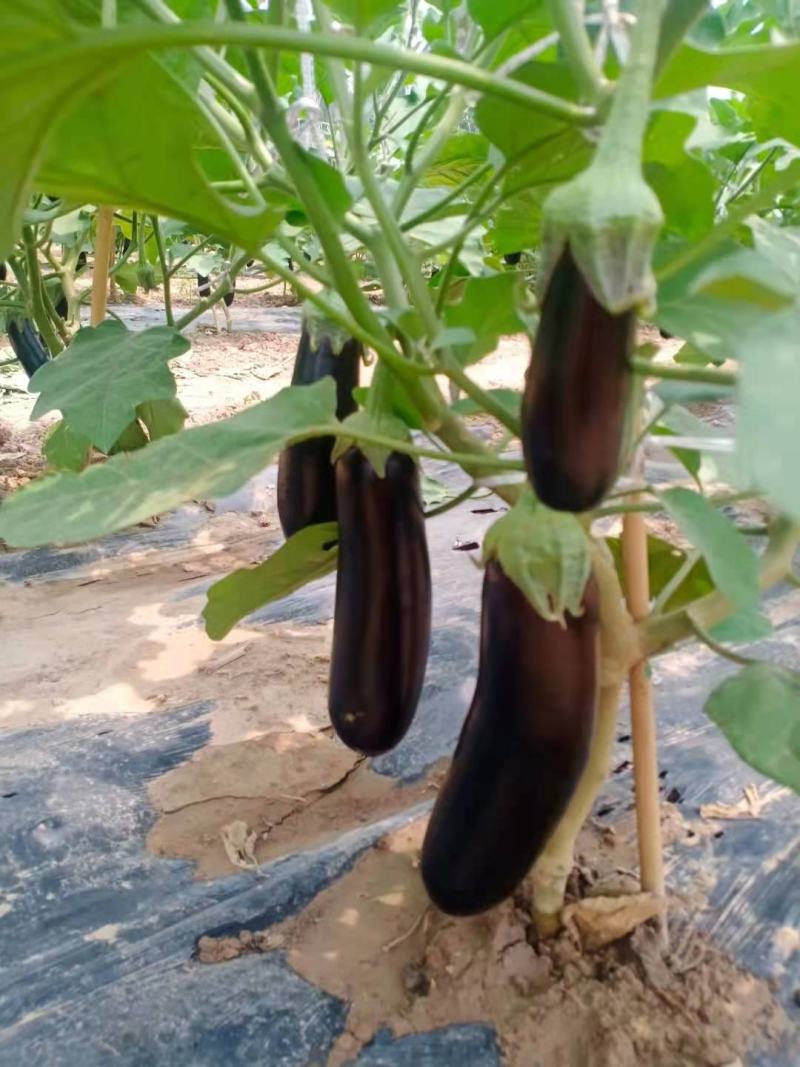 黑宝茄子大量上市价格便宜质量优欢迎新老客户前来选购
