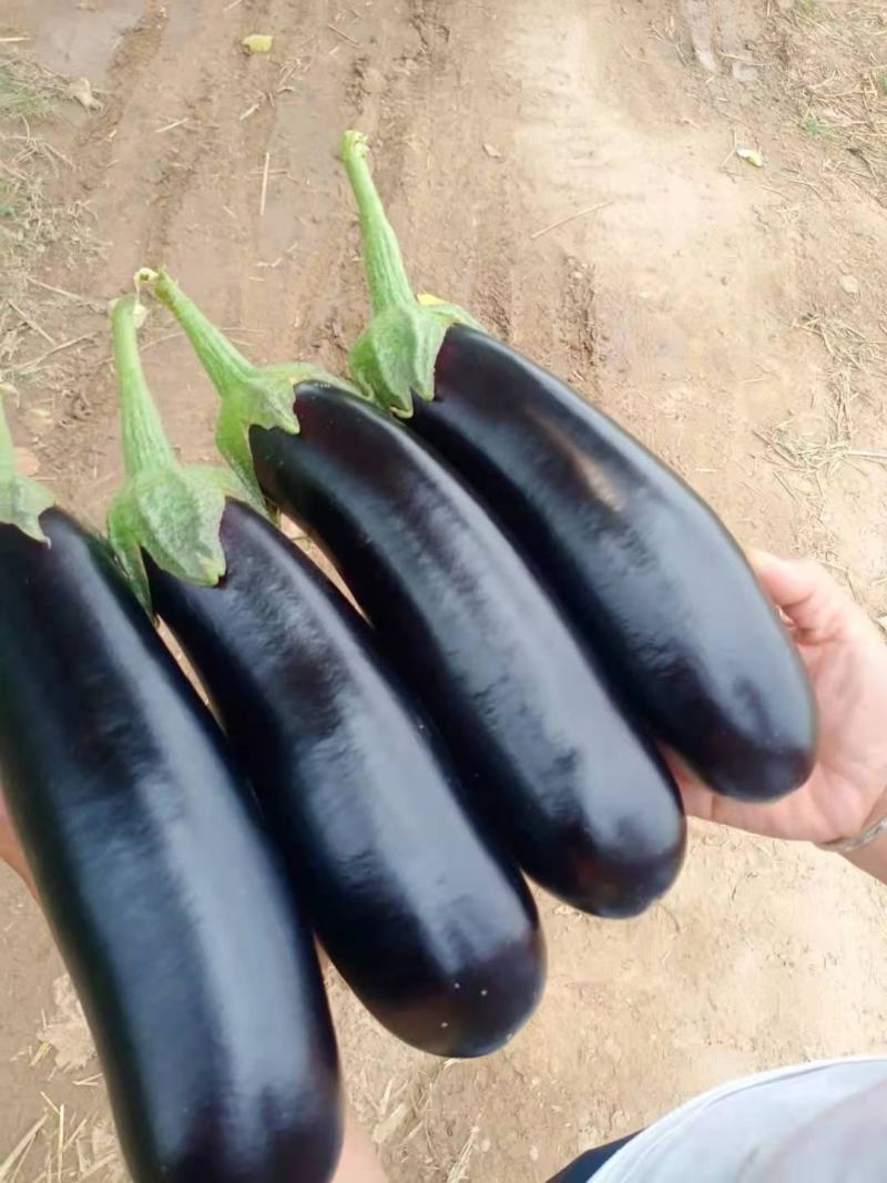 黑宝茄子大量上市价格便宜质量优欢迎新老客户前来选购