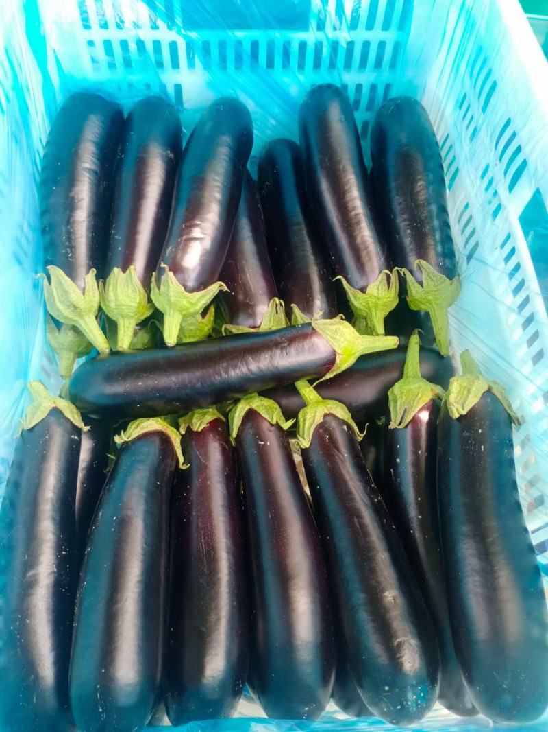 黑宝茄子大量上市价格便宜质量优欢迎新老客户前来选购