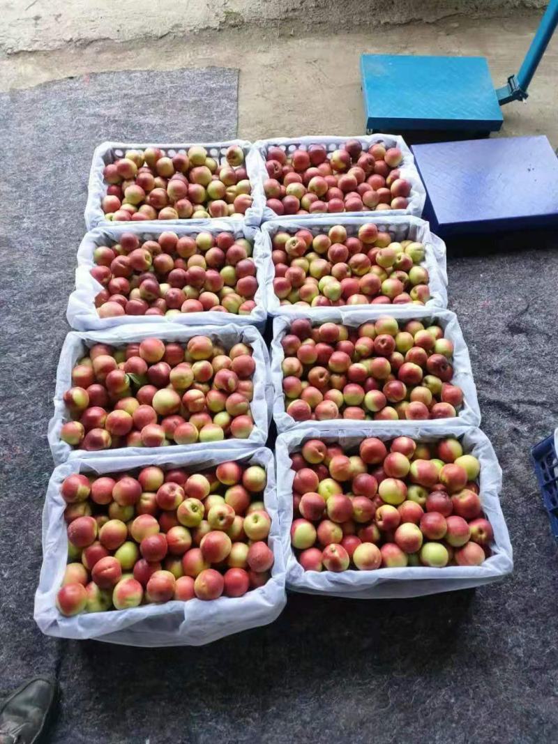 山东枣油桃产地直销珍珠枣油桃大量上市全国发货