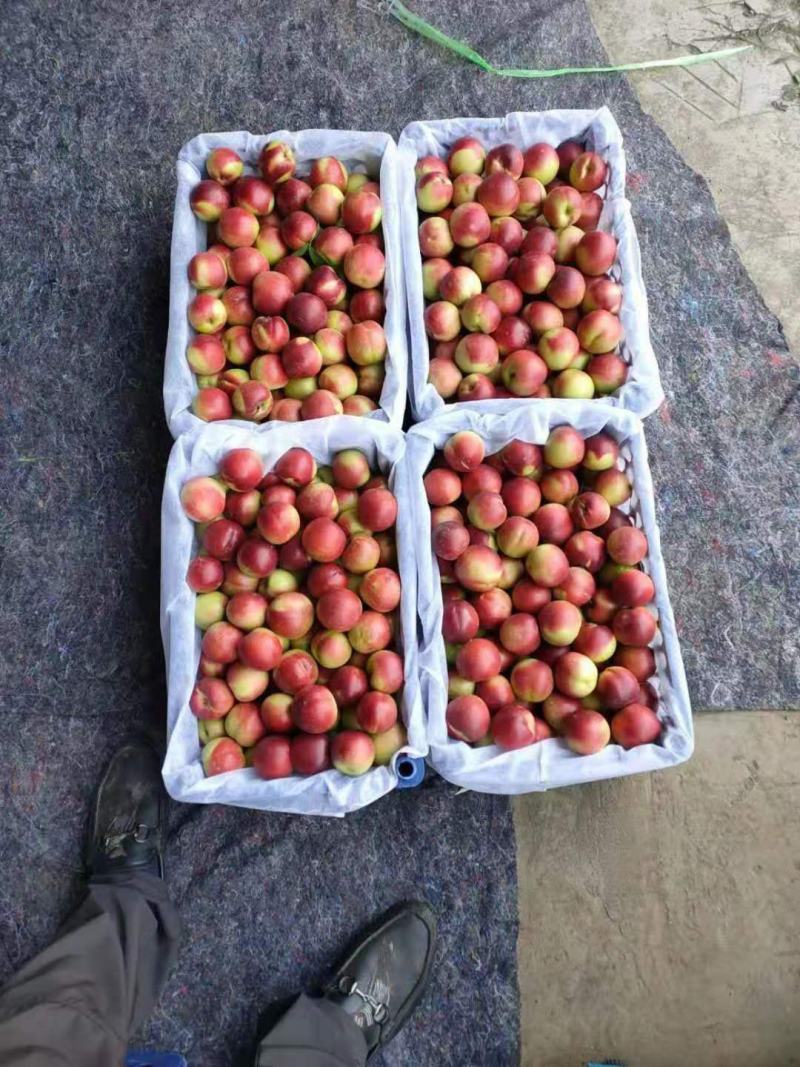 山东枣油桃产地直销珍珠枣油桃大量上市全国发货
