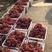 湖南精品红提产地直销、八月上旬可上市、欢迎各地水果批发商！