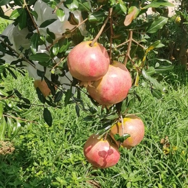 会理突泥斯软子石榴福玲家庭农场欢迎您