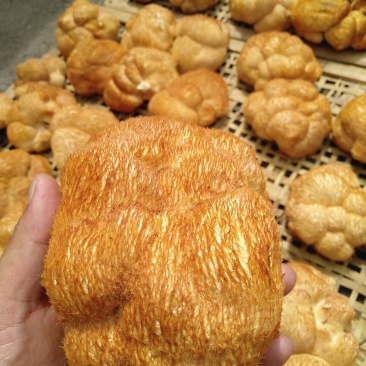 东北猴头菇批发中国猴头菇之乡大个优质猴头菇批发