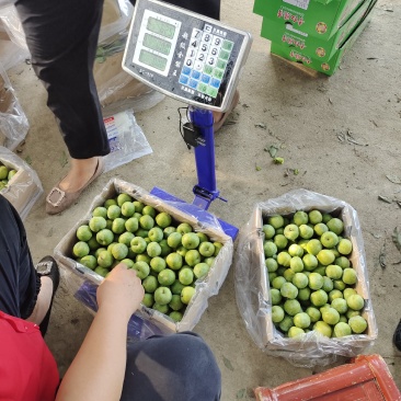 南阳市内乡青脆李产业基地，口感超甜，质量优良，专业代办