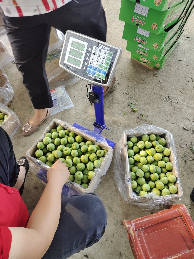 南阳市内乡青脆李产业基地，口感超甜，质量优良，专业代办