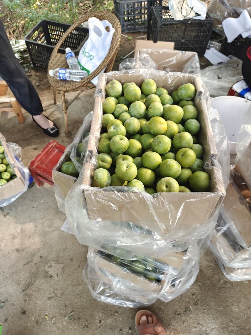 南阳市内乡青脆李产业基地，口感超甜，质量优良，专业代办