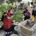 南阳市内乡青脆李产业基地，口感超甜，质量优良，专业代办