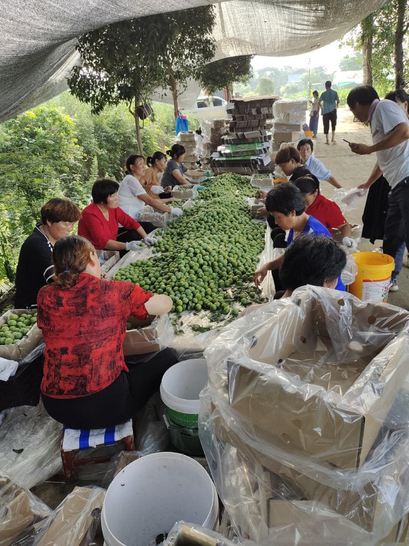 南阳市内乡青脆李产业基地，口感超甜，质量优良，专业代办