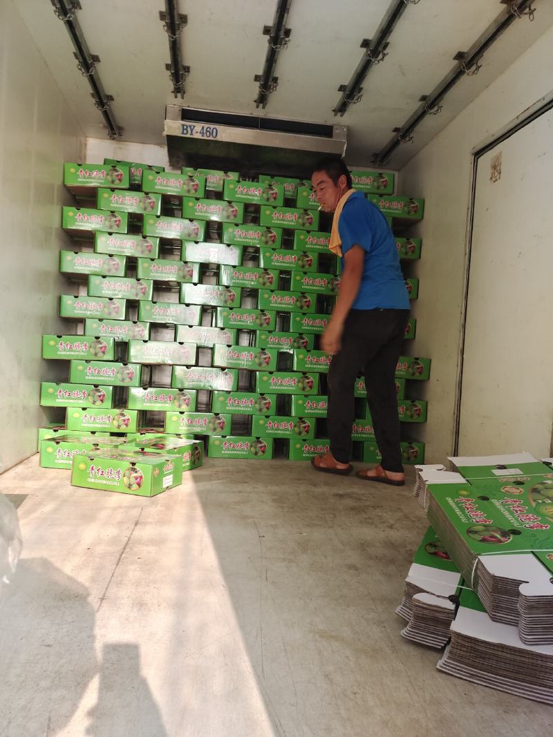 南阳市内乡青脆李产业基地，口感超甜，质量优良，专业代办