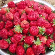 出售优质妙香三号草莓苗六万棵！