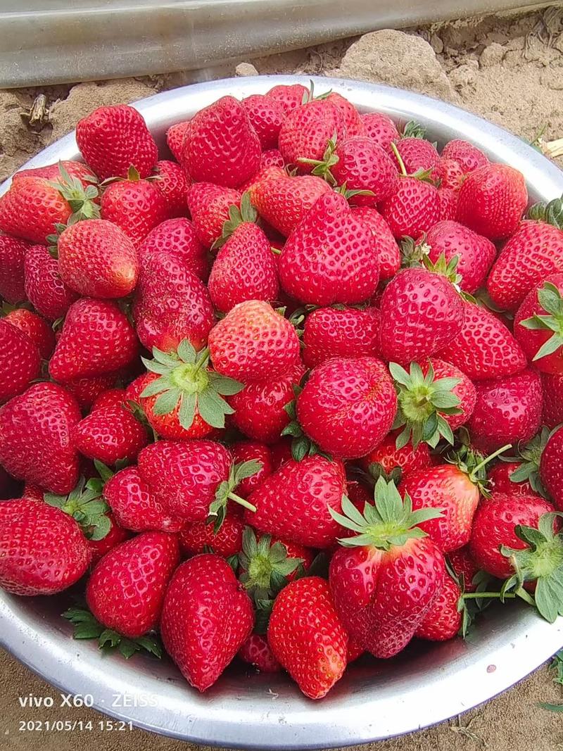 出售优质妙香三号草莓苗六万棵！