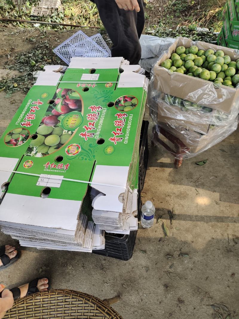 南阳市内乡青脆李产业基地，口感超甜，质量优良，专业代办
