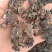木耳疙瘩次品木耳药厂用次品