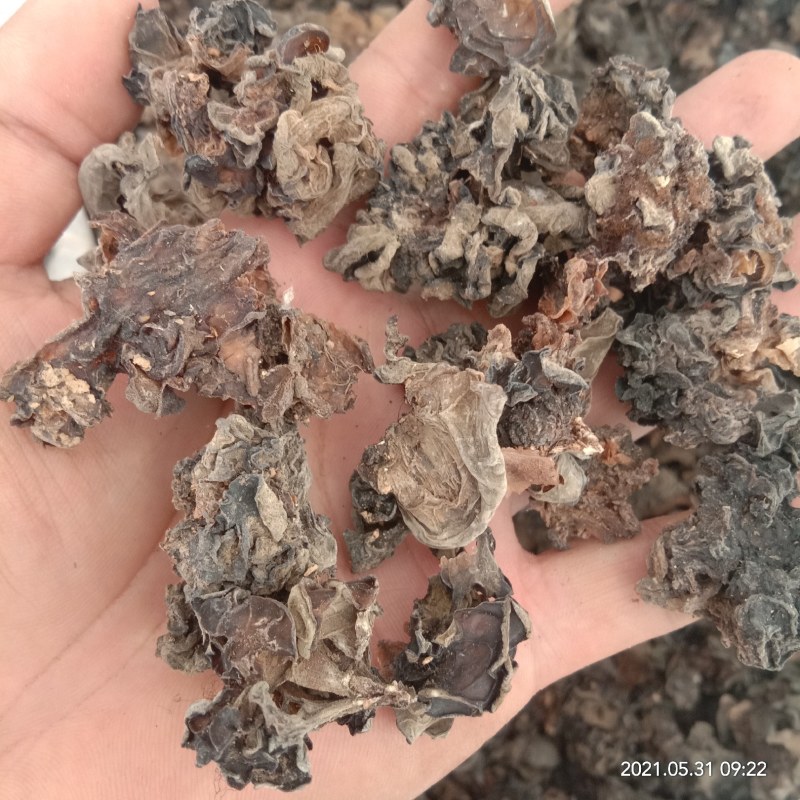 木耳疙瘩次品木耳药厂用次品