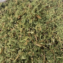 药材伸筋草货品质量保证批发各种中药材