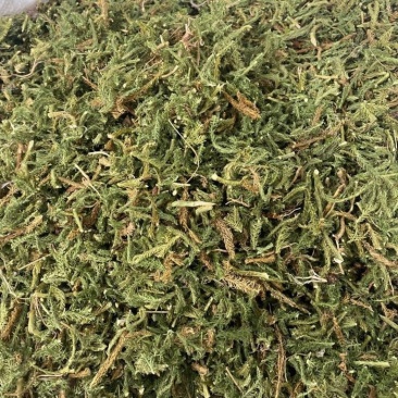药材伸筋草货品质量保证批发各种中药材
