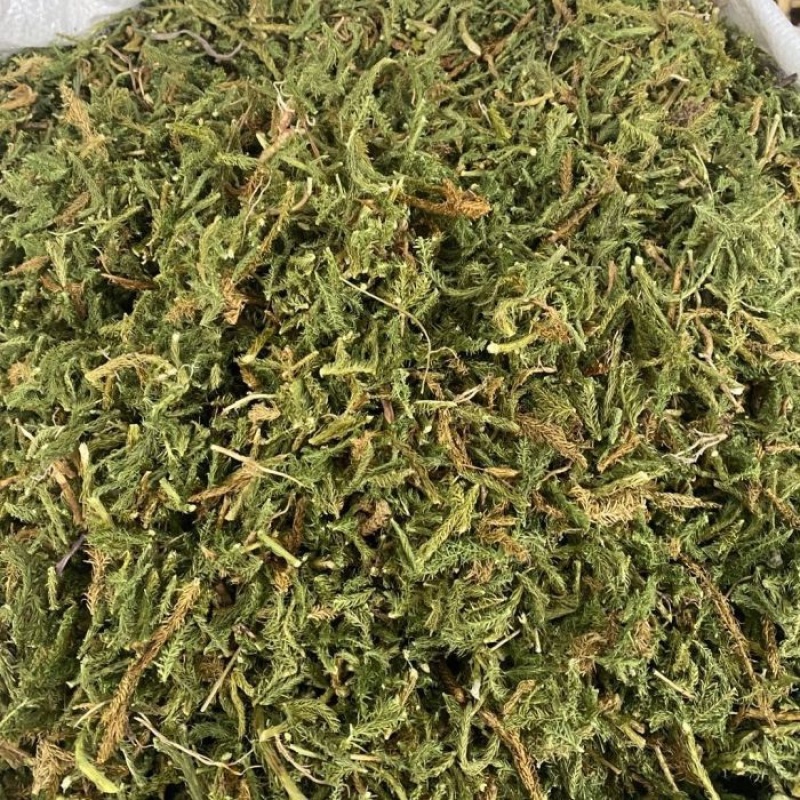 药材伸筋草货品质量保证批发各种中药材