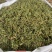 药材伸筋草货品质量保证批发各种中药材