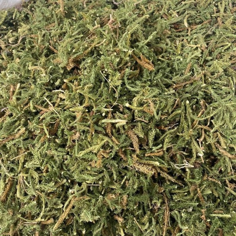 药材伸筋草货品质量保证批发各种中药材