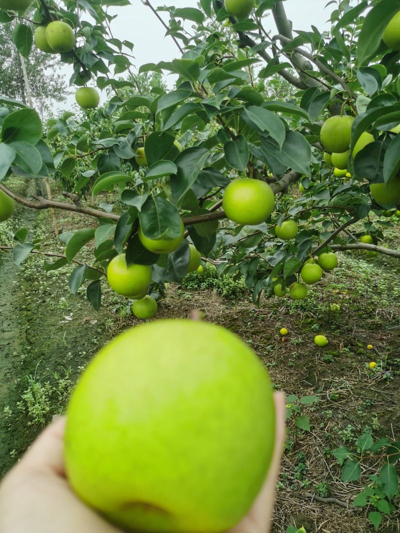 翠冠梨肉细无渣汁多