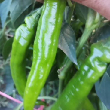 羊角椒大量上市